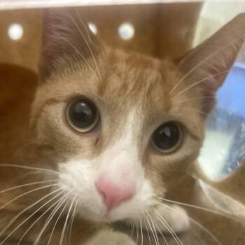 Domestic Short Hair Cats Available for Adoption - Yoshi | PetCurious