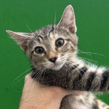 R4 Chanterelle "Chanti" Roswell -  Domestic Short Hair Cat for Adoption in Denver, Colorado - R4 Chanterelle "Chanti" Roswell | PetCurious