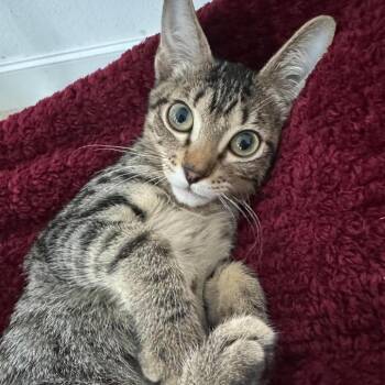 Tomas Houston -  Domestic Short Hair Cat for Adoption in Denver, Colorado - Tomas Houston | PetCurious