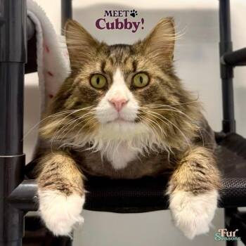 CUBBIE -  Domestic Long Hair Cat for Adoption in Madison, Wisconsin - CUBBIE | PetCurious