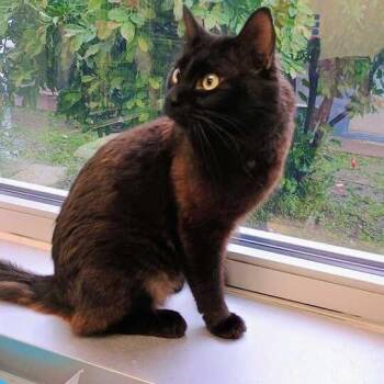 Jukebox Hero -  Domestic Medium Hair Cat for Adoption in Davenport, Iowa - Jukebox Hero | PetCurious