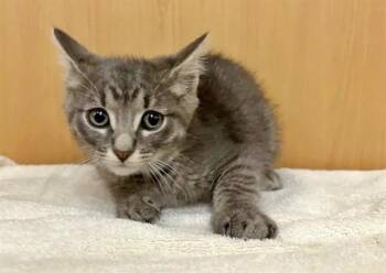 PROVEL -  Domestic Short Hair Cat for Adoption in Brentwood, Missouri - PROVEL | PetCurious