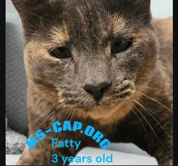 Dilute Tortoiseshell and Domestic Short Hair Cats Available for Adoption - Fatty | PetCurious