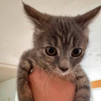 Smudge -  Domestic Short Hair Cat for Adoption in Johnstown, Pennsylvania - Smudge | PetCurious