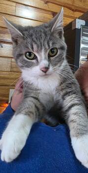 Helen -  Domestic Short Hair Cat for Adoption in Cromwell, Kentucky - Helen | PetCurious