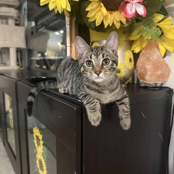 Wonder -  Domestic Short Hair and Tabby Cat for Adoption in Mastic, New York - Wonder | PetCurious