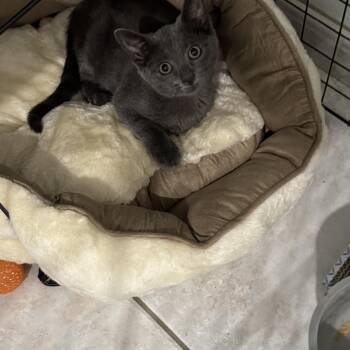 Gia -  Russian Blue Cat for Adoption in Palmetto Bay, Florida - Gia | PetCurious