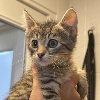 Matt -  Domestic Short Hair Cat for Adoption in Albert Lea, Minnesota - Matt | PetCurious