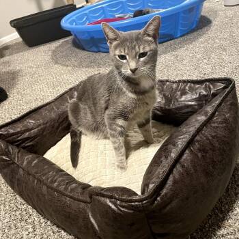 Domestic Short Hair Cats Available for Adoption in Granville, Ohio - Lutece | PetCurious