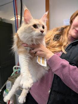 Domestic Long Hair Cats Available for Adoption - MYA | PetCurious