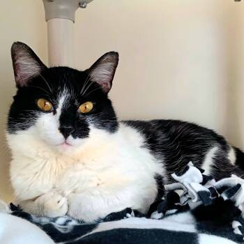 Rescue Domestic Short Hair Cats for Adoption in New York, New York - Tomas | PetCurious