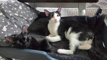 Mixer and Blender -  Domestic Short Hair Cat for Adoption in Washington, Pennsylvania - Mixer And Blender | PetCurious