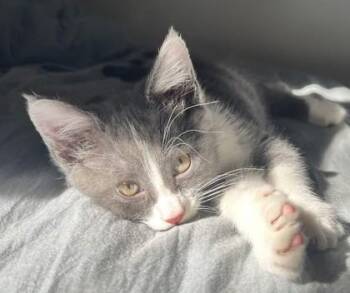 Kiwi -  Domestic Short Hair Cat for Adoption in New Hope, Pennsylvania - Kiwi | PetCurious