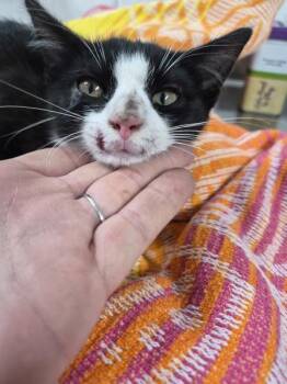 Regan -  Domestic Short Hair Cat for Adoption in Morristown, Tennessee - Regan | PetCurious