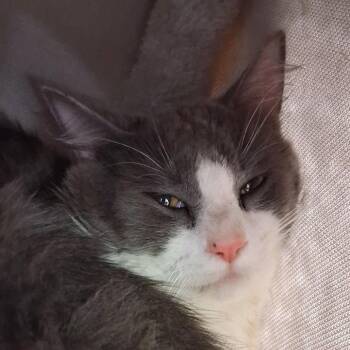 Ridge -  Domestic Medium Hair Cat for Adoption in Middlebury, Vermont - Ridge | PetCurious