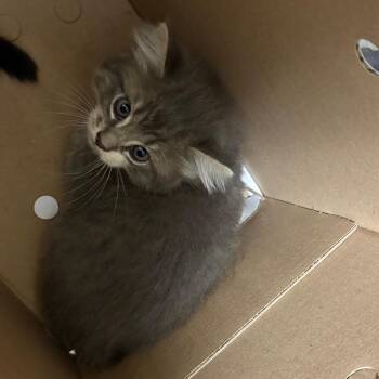 Domestic Short Hair Cats Available for Adoption in Pasadena, California - Tim | PetCurious