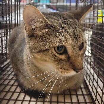 Rescue Domestic Short Hair Cats for Adoption in Lake Panasoffkee, Florida - 2 | PetCurious