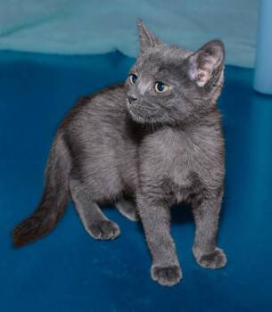 TOPEKA -  Domestic Short Hair Cat for Adoption in Cookeville, Tennessee - TOPEKA | PetCurious