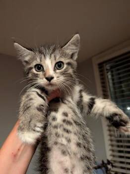 Pintoe Beans -  Domestic Short Hair Cat for Adoption in West Chester, Pennsylvania - Pintoe Beans | PetCurious