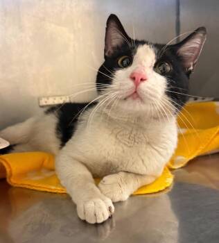 Domestic Short Hair Cats Available for Adoption in Bossier City, Louisiana - Gatsby | PetCurious