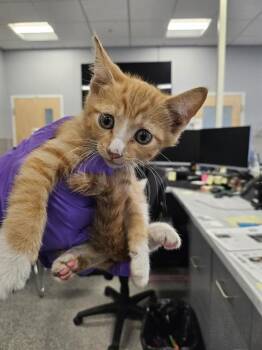 A137031 -  Domestic Short Hair Cat for Adoption in Palmetto, Florida - A137031 | PetCurious