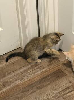 Nala -  Domestic Short Hair Cat for Adoption in Chattanooga, Tennessee - Nala | PetCurious