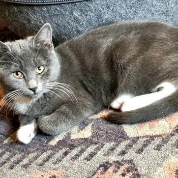 Domestic Short Hair and Russian Blue Cats Available for Adoption - Socks | PetCurious