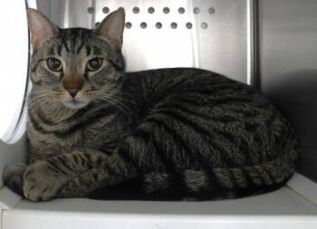 Domestic Short Hair Cats Available for Adoption - Chicken | PetCurious