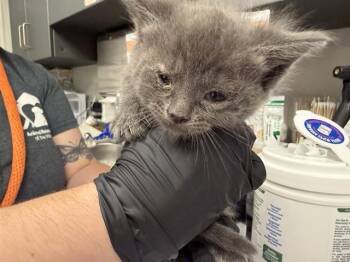 Domestic Short Hair Cats Available for Adoption in Ontario, California - NUGGET - YELLOW COLLAR | PetCurious
