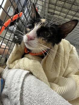 A186943 -  Domestic Short Hair Cat for Adoption in Pasadena, Texas - A186943 | PetCurious