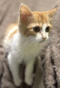 Black Widow -  Domestic Long Hair Cat for Adoption in Jackson, Michigan - Black Widow | PetCurious