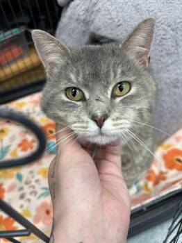 Munchkin* -  Domestic Short Hair Cat Available for Adoption in Trenton, Maine - Munchkin* | PetCurious