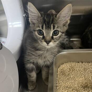 Remix -  Domestic Long Hair Cat for Adoption in Las Vegas, Nevada - Remix | PetCurious