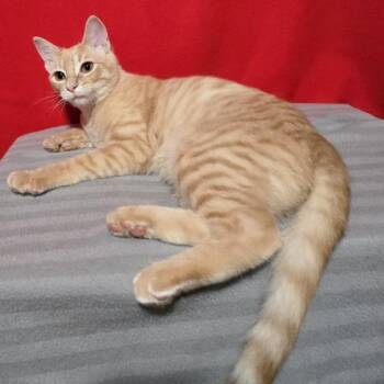 Dipper -  Domestic Short Hair Cat for Adoption in Concord, New Hampshire - Dipper | PetCurious
