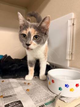 Naomi -  Calico Cat for Adoption in Pottsville, Pennsylvania - Naomi | PetCurious