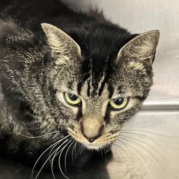 Banjo -  Domestic Short Hair Cat for Adoption in Chattanooga, Tennessee - Banjo | PetCurious
