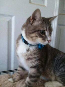 American Shorthair Cats Available for Adoption - St.Nick | PetCurious