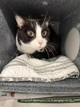 Sabastian -  Domestic Medium Hair and Domestic Short Hair Cat for Adoption in Daytona Beach, Florida - Sabastian | PetCurious