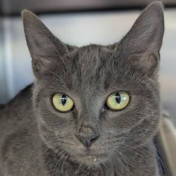 Domestic Short Hair Cats Available for Adoption - Stu | PetCurious