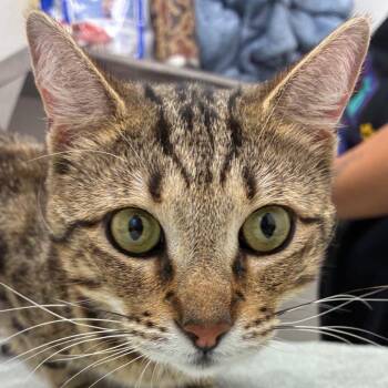 Ariel -  Domestic Short Hair Cat for Adoption in Corpus Christi, Texas - Ariel | PetCurious