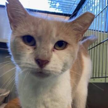 Juliette -  Domestic Short Hair Cat for Adoption in Dayton, Ohio - Juliette | PetCurious