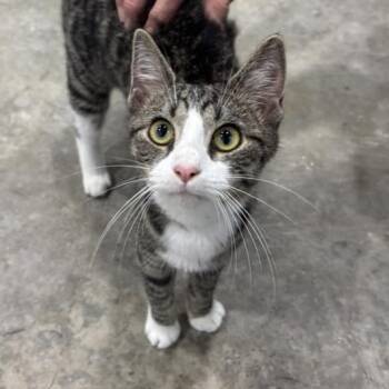 Rescue Domestic Medium Hair Cats for Adoption in Parrish, Alabama - Petunia | PetCurious