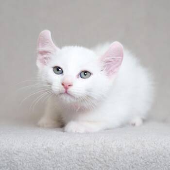 Jose -  Domestic Short Hair and American Curl Cat for Adoption in Redwood City, California - Jose | PetCurious