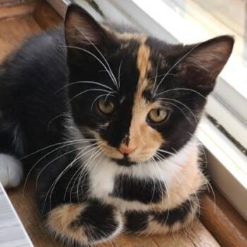 Scholastic -  Domestic Short Hair Cat for Adoption in Verona, Wisconsin - Scholastic | PetCurious