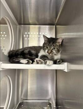 Domestic Short Hair Cats Available for Adoption in St. Peters, Missouri - SARAFINA | PetCurious