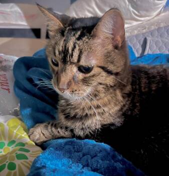 Nick -  Domestic Short Hair Cat for Adoption in Columbia, Illinois - Nick | PetCurious