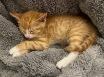 Carson -  Domestic Short Hair Cat for Adoption in Vancouver, Washington - Carson | PetCurious