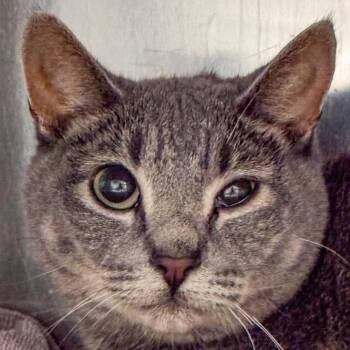 Bee -  Domestic Short Hair Cat for Adoption in Kennebunk, Maine - Bee | PetCurious