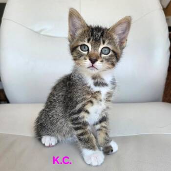 K. C. -  Domestic Short Hair Cat for Adoption in Dekalb, Illinois - K. C. | PetCurious