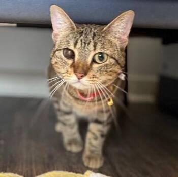 June Bug Whiskerpaws -  Tabby and Domestic Short Hair Cat for Adoption in Friendswood, Texas - June Bug Whiskerpaws | PetCurious